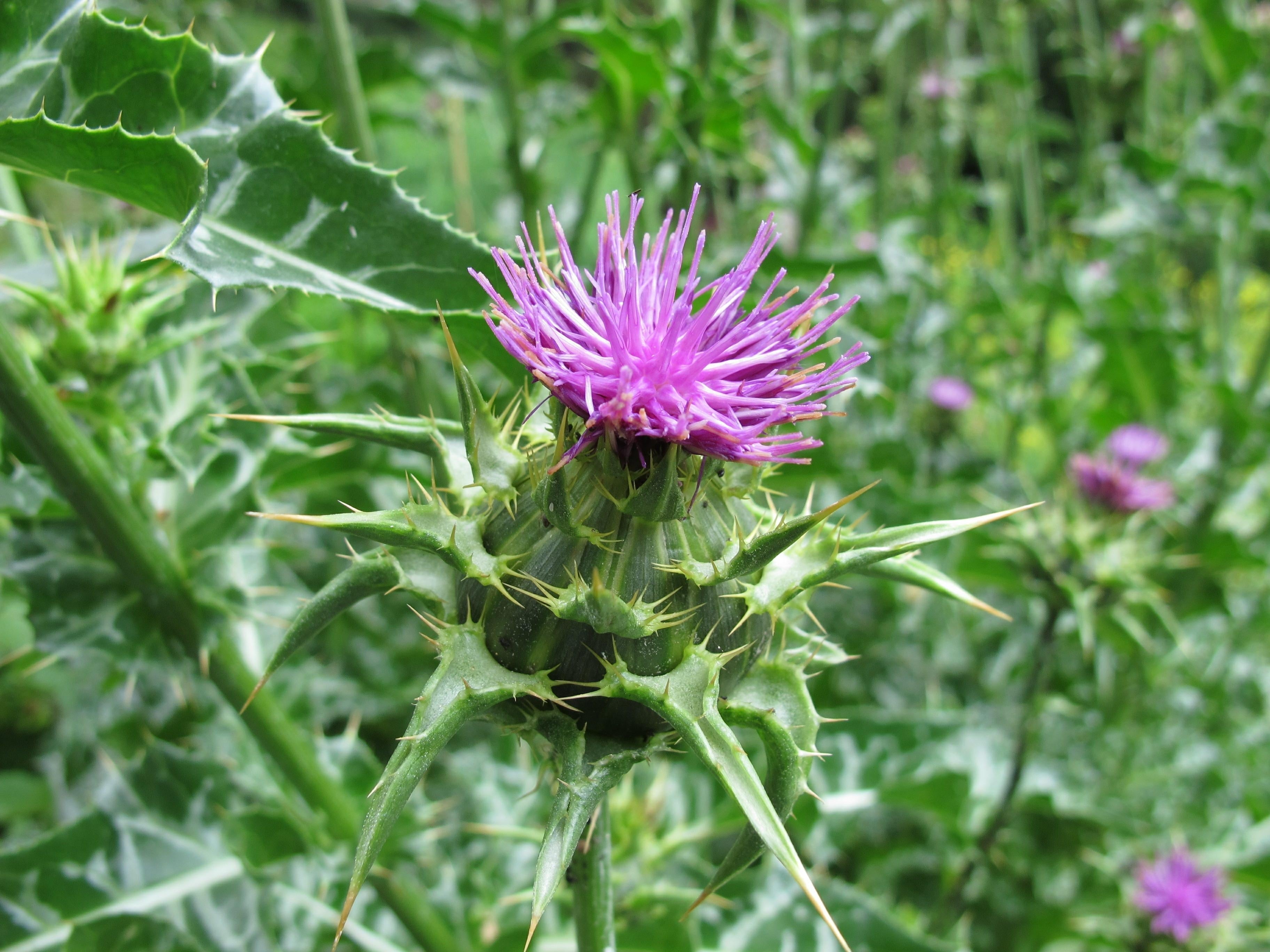 Mariendistel: Wirkung, Anwendung und Dosierung