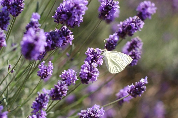 Lavendel – Heilwirkung und Anwendung