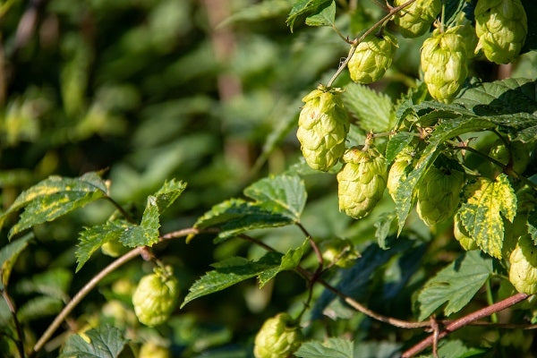 Hopfen in der Klostermedizin