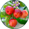 Acerola