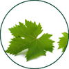 Weinlaub